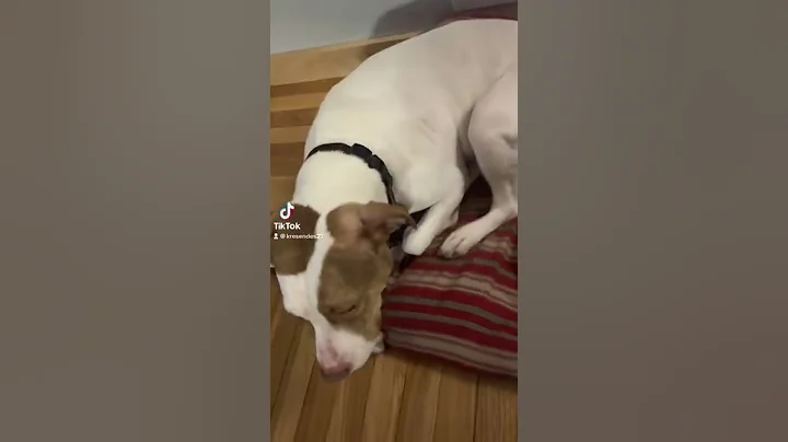 Totally not guilty #shorts #dog #short