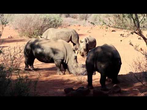 Rhino Sounds