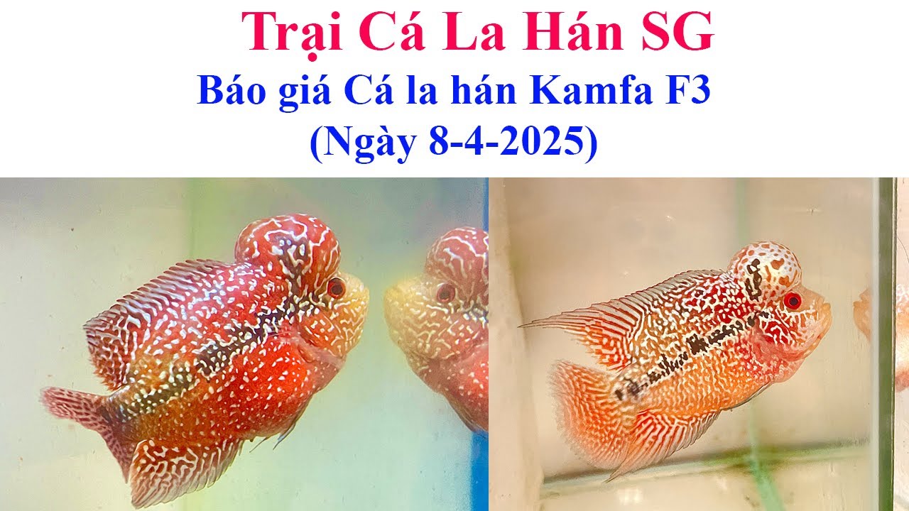 Báo giá cá la hán Kamfa F3 (ngày 8-4) - Trại Cá La Hán SG