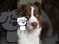 Quand tas plein danimaux 12  animation cartoon fun short storytime dog cat youtubeshorts