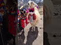 The coolest alpacas in Peru. Traveling in Peru 2021 #shorts #peru #llamas #alpaca #travel