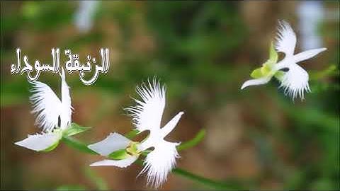 سورة الذاريات كاملة بصوت الشيخ فارس عباد