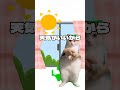 猫ミームのリズム田舎あるある〜#shorts#猫ミーム#おすすめ#スケ族#ばずれ