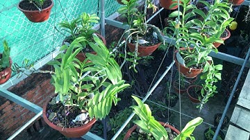 Cách chăm hoa lan vào mua mưa an toàn giảm nguy cơ thối nhũn( P1 )/ phong lan rừng tv