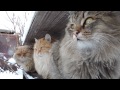 Siberian farm cats, Snowfall,Сибирские кошки, Снегопад,Tyoma, Solnyshko (Sunny), Pooh ,