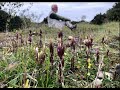 Gentians with John Feehan in September, Wildflowers of Offaly series