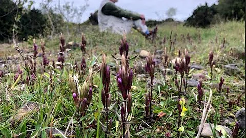 Gentians with John Feehan in September, Wildflower...