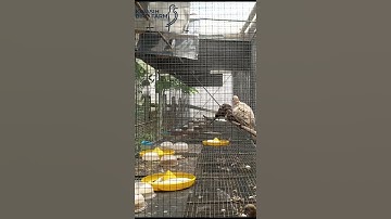 Ternak burung perkutut sukses #perkutut