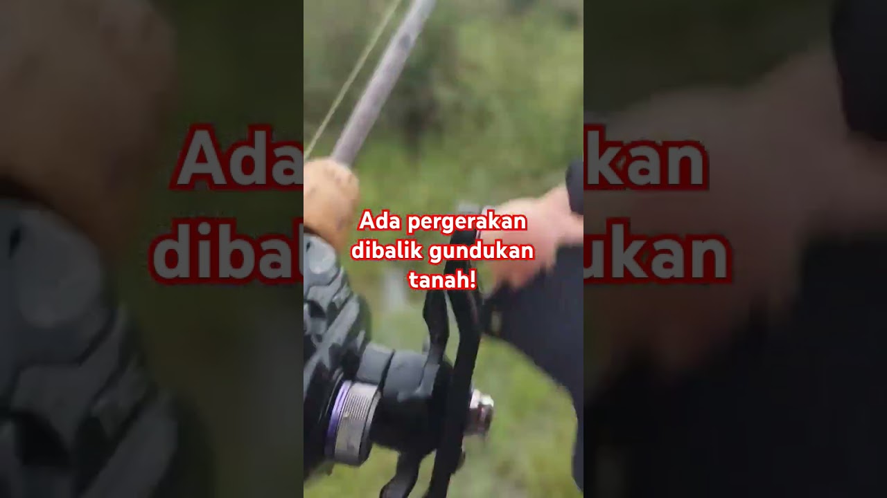 Predator sembunyi untuk menyergap mangsa!
