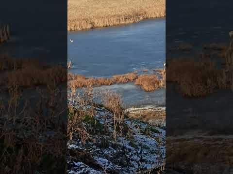 Стая бродячих собак на озере. Будьте внимательны. 11.01.25. Маркулешты.