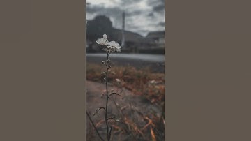 سورة إبراهيم الآية 42 بصوت القارئ عبد الرحمن مسعد ✨