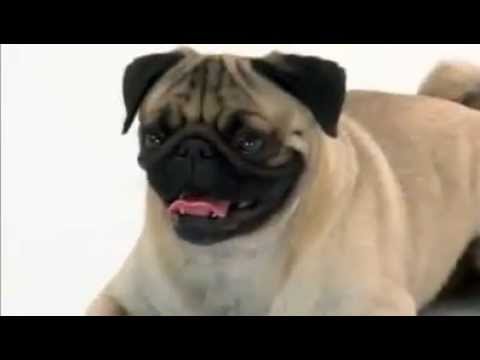 pug myelopathy pugs care funnydog tv pug myelopathy pugs care funnydog tv