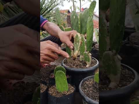 Video: Pemangkasan Kaktus Natal - Cara Memangkas Kaktus Natal