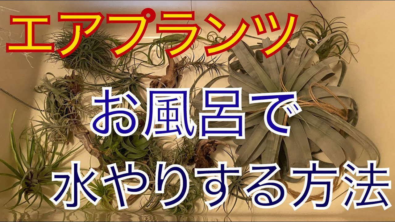 キセログラフィカ B C 育成日記1 おたまちゃんねる