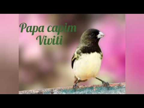 CANTO PAPA CAPIM VIVITI VIVITI 🐤 🐤 🐥 🐥 