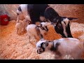 Two day old triplets work on their hopping at Sunflower Farm