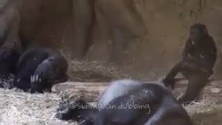 Gorila bahasa batak
