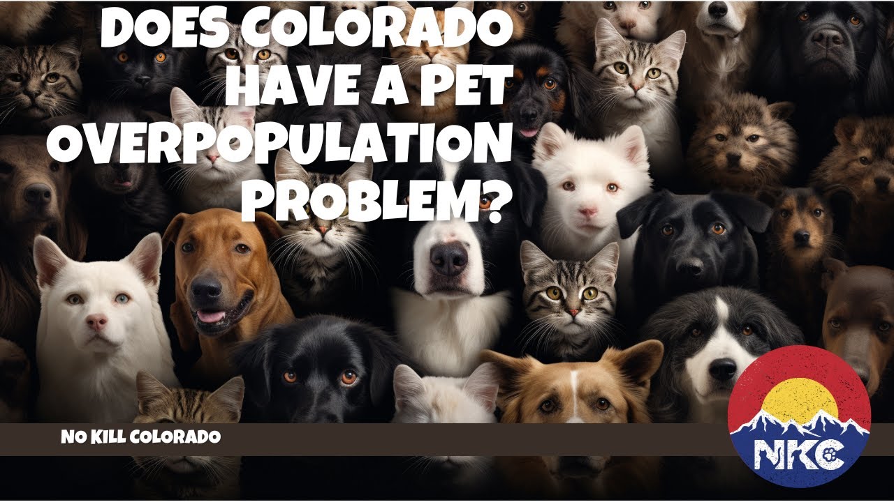 2024 Does Colorado Have A Pet Overpopulaton Problem YouTube