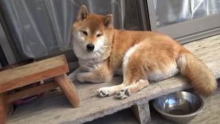 放庭中の柴犬隊と「祝!確定申告（というか電子署名）完了!」の記録