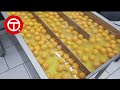 How Egg Are Processed in Factory | Amazing Food Production ▶05