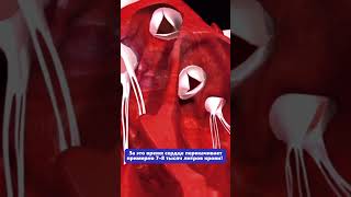 Сколько литров крови перекачивает сердце человека в сутки? #факты #почему #интересно #кровь #сердце