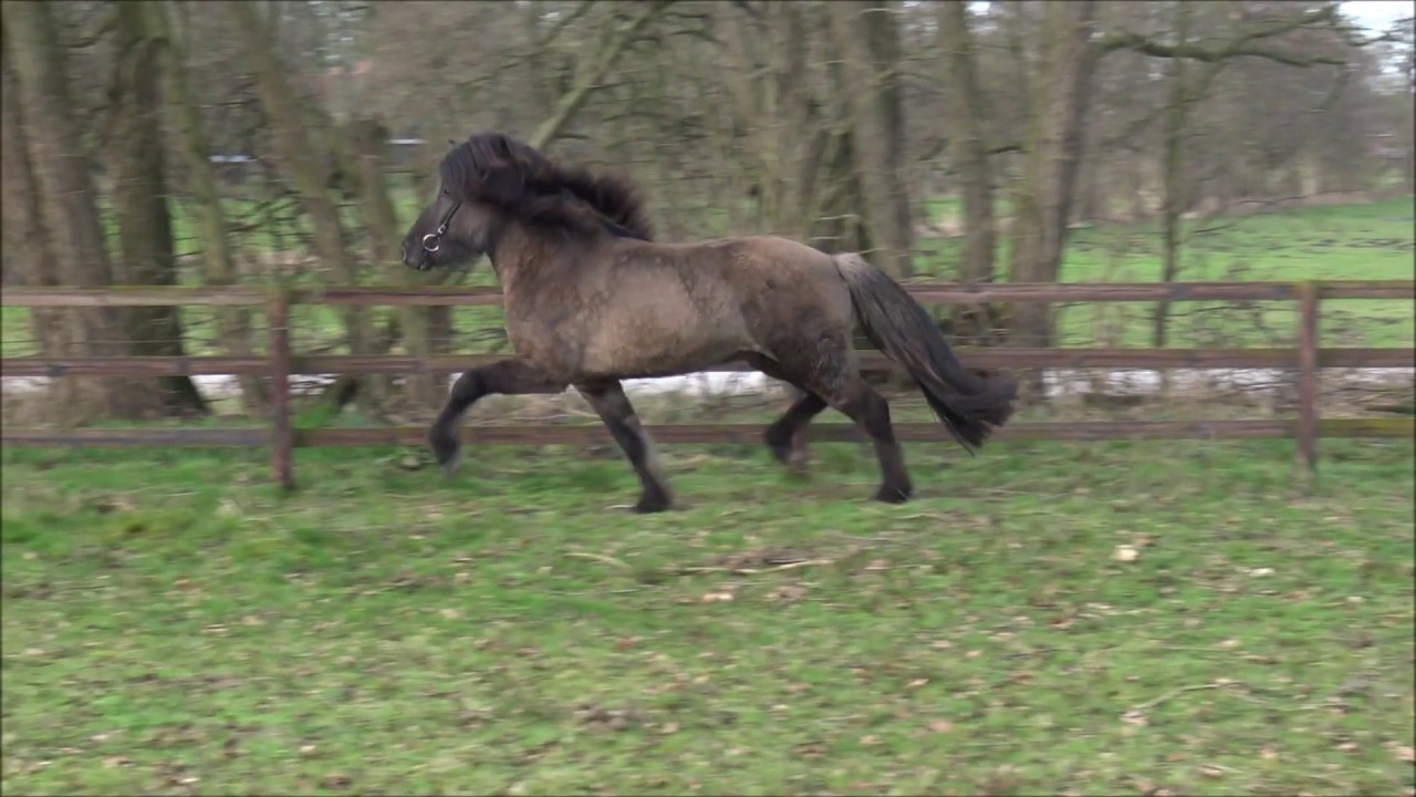 Freilaufimpressionen Órión vom Kronshof