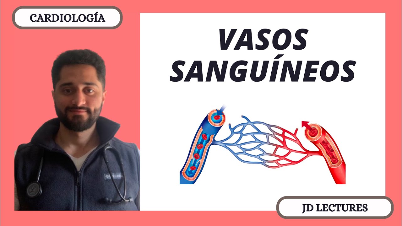 ANATOMÍA DE LOS VASOS SANGUÍNEOS | CARDIOLOGÍA