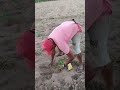 Limpando as Palmas é colocando veneno na formigas