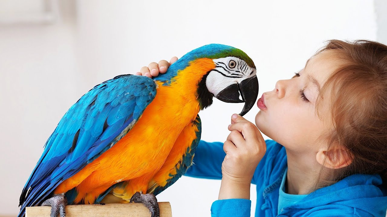 pet birds for kids