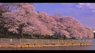 the CHERRY BLOSSOMS in Washington