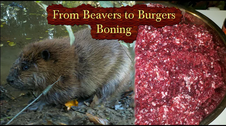 Beavers to Burgers  - How to Butcher a Beaver