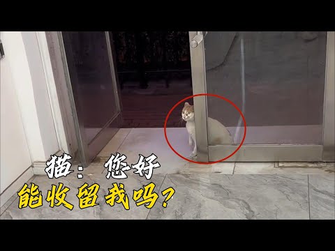 懷孕的流浪貓媽四處尋求人收留,為即將生產的孩子們找到了歸宿