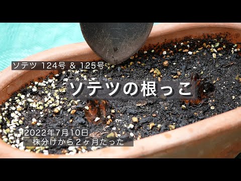 ソテツ　発根管理株 ソテツ」を株分けした後の管理について～植物を増やす方法