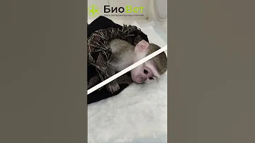 Необычный домашний питомец - зелёная мартышка
