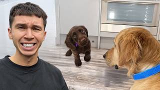 Golden Retriever Reunites with Puppy He Rescued