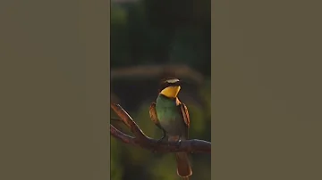 صوت الوروار Hunting صيد ورور 