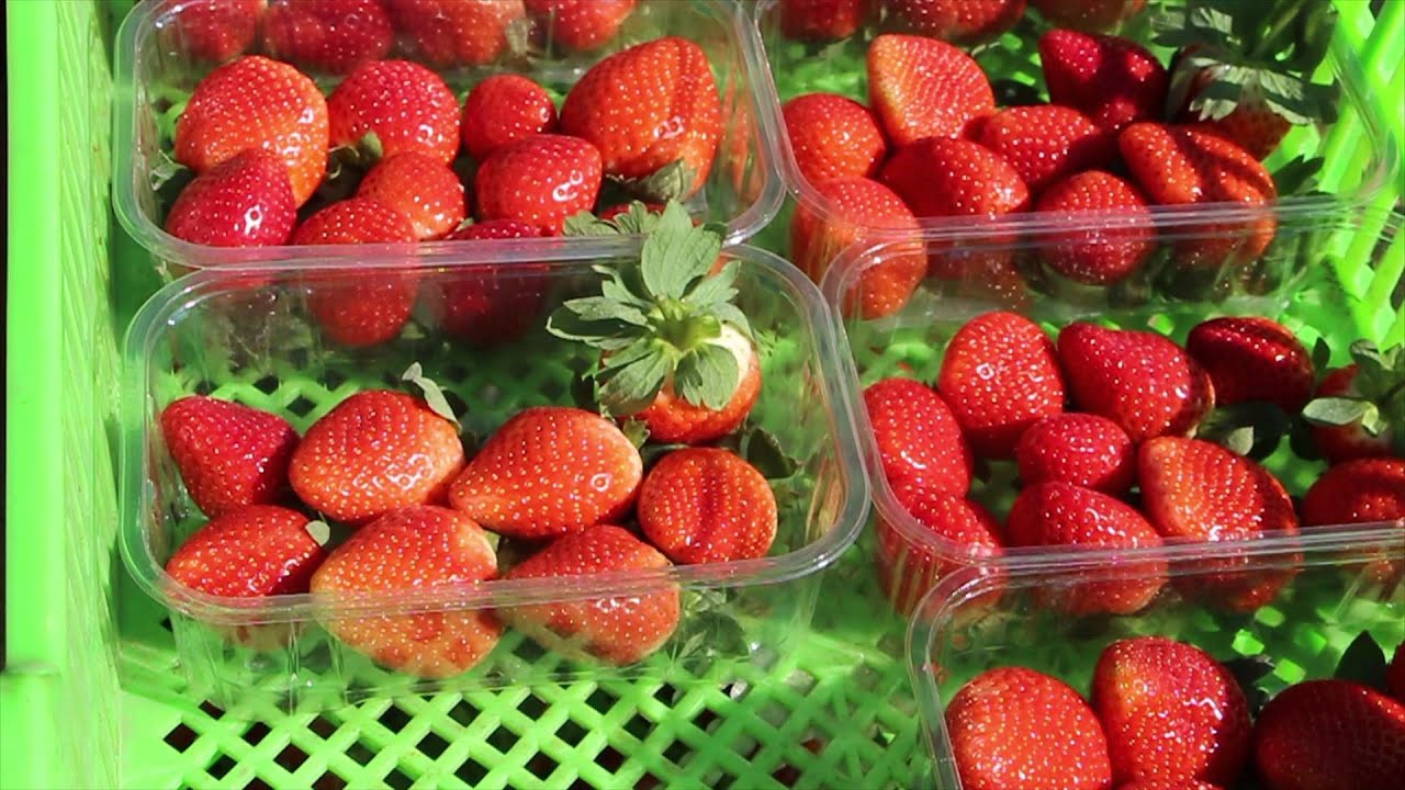 Strawberries from Egypt YouTube
