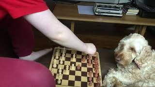 A game of Chess against my dog. (I think she cheated.)