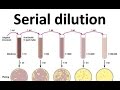 Mastering Serial Dilution Techniques in Microbiology