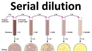 Serial dilution