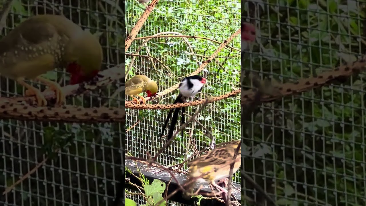 The pin-tailed whydah (Vidua macroura)
