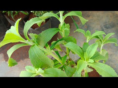 Video: Ստևիա բույսերի աճեցում - Իմացեք, թե ինչպես օգտագործել ստեվիա բույսերը պարտեզում
