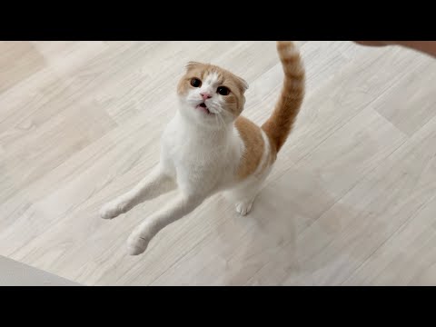 もちまる様、専用です 夜中に遊んでほしくて布団におもちゃを運んでくる猫たちが可愛