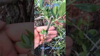 تطعيم شجرة الزيتون البري بالشق/grafting trees #grafting #gardening