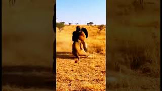 The Future of Wildlife: AI Animals#viralvideo #foryou #animals