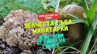 За #гъби в #Родопите Посрещаме есента с #манатарки