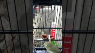 Download Lagu Pleci merapi mata coklat MP3