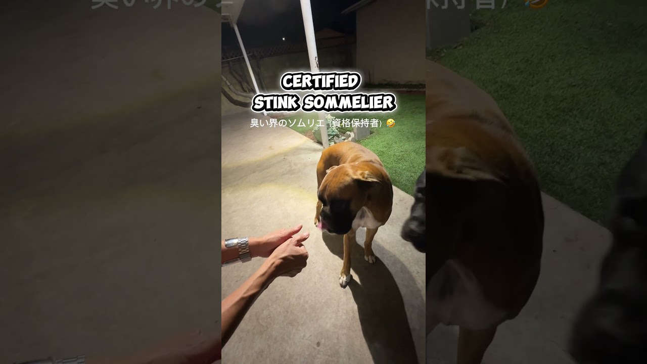 犬界のソムリエ。資格保持者。