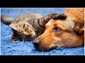 Vídeos engraçados para animais de estimação 2019 ♥ Cães e gatos fofos fazendo coisas engraçadas P24