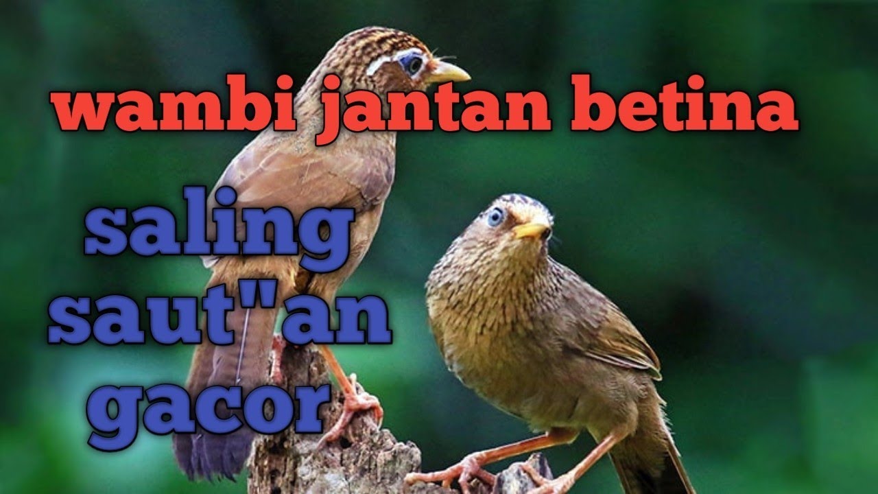 Wambi jantan betina gacor  cocok buat masteran mp3